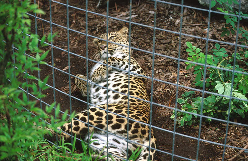 Wildlife on Easy Street - African Spotted Leopard; DISPLAY FULL IMAGE.