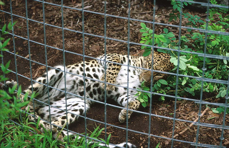 Wildlife on Easy Street - African Spotted Leopard; DISPLAY FULL IMAGE.