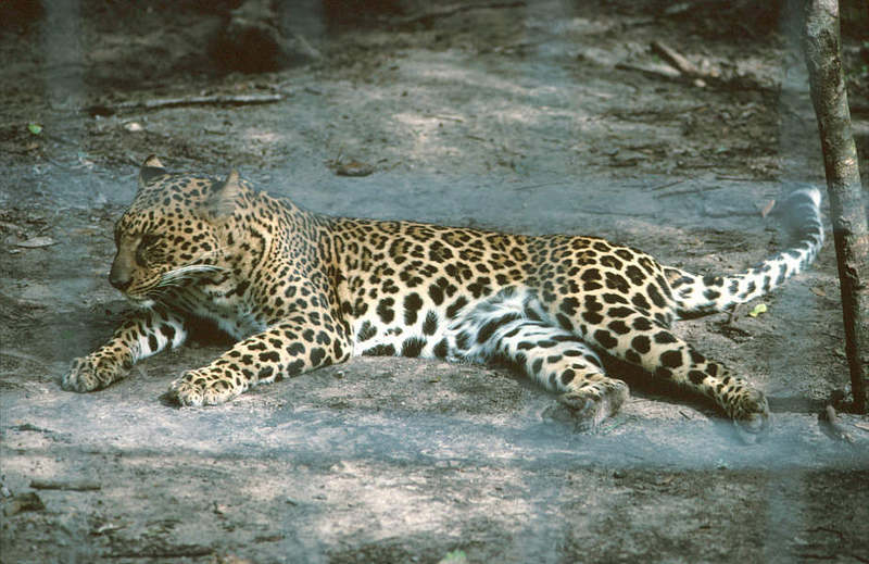 Wildlife on Easy Street - African Spotted Leopard; DISPLAY FULL IMAGE.