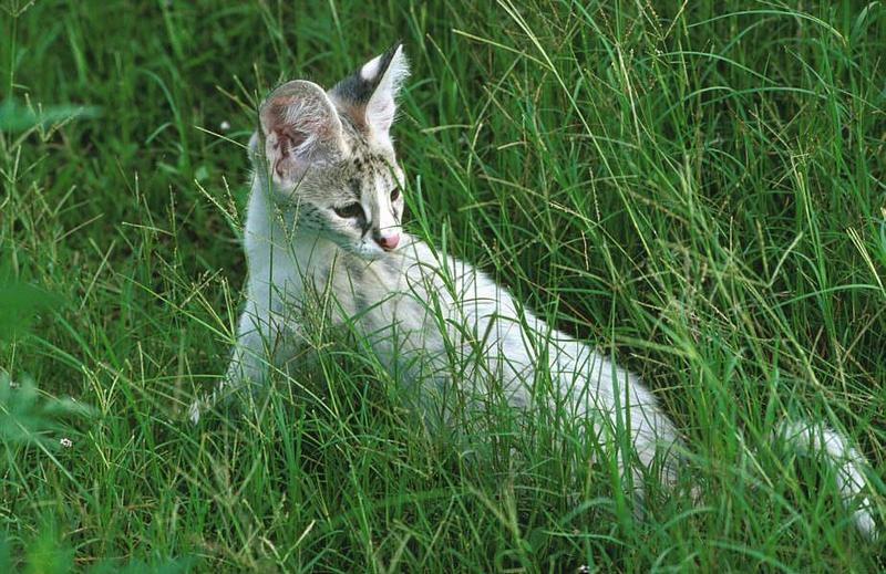 Wildlife on Easy Street - Serval (juvenile); DISPLAY FULL IMAGE.