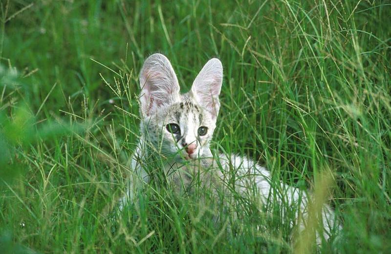 Wildlife on Easy Street - Serval (juvenile); DISPLAY FULL IMAGE.