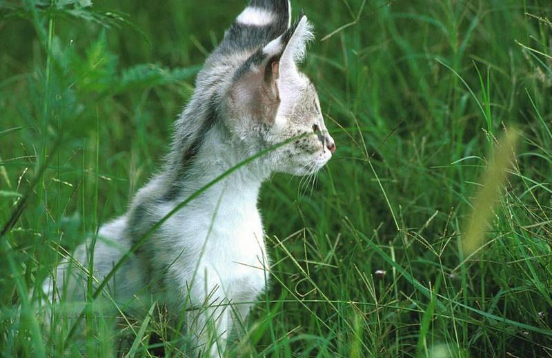 Wildlife on Easy Street - Serval (juvenile); DISPLAY FULL IMAGE.