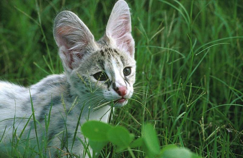 Wildlife on Easy Street - Serval (juvenile); DISPLAY FULL IMAGE.