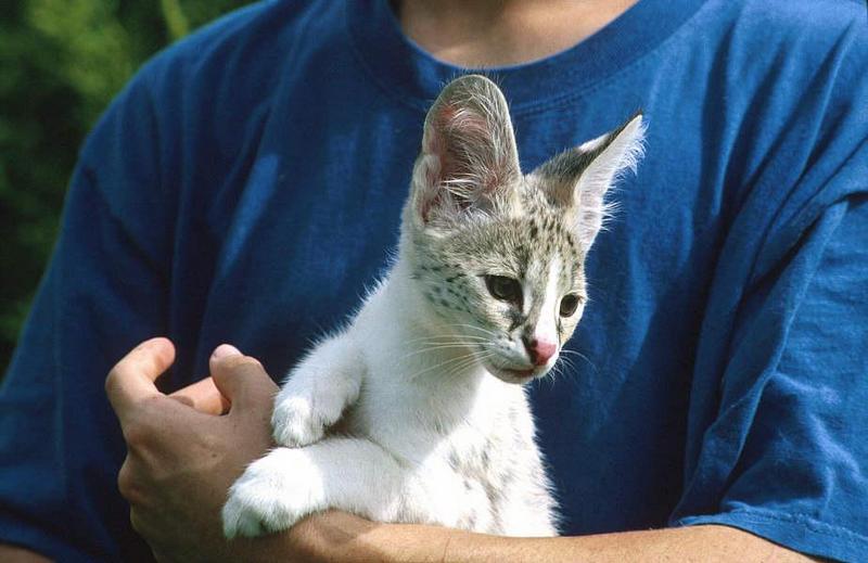 Wildlife on Easy Street - Serval (juvenile); DISPLAY FULL IMAGE.
