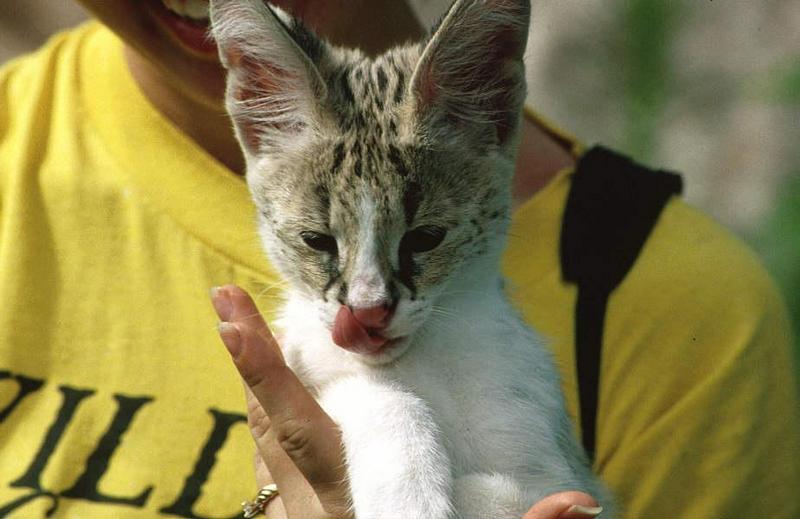 Wildlife on Easy Street - Serval (juvenile); DISPLAY FULL IMAGE.