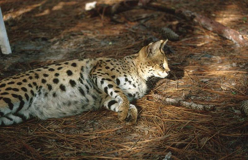 Wildlife on Easy Street - Serval; DISPLAY FULL IMAGE.