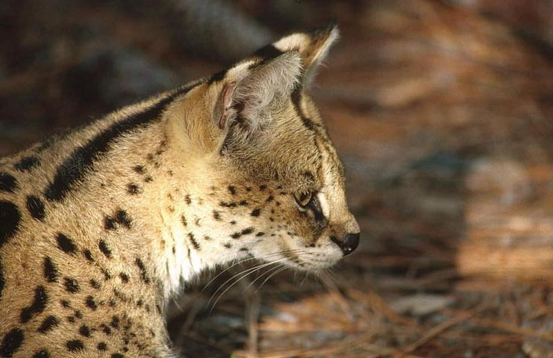 Wildlife on Easy Street - Serval; DISPLAY FULL IMAGE.