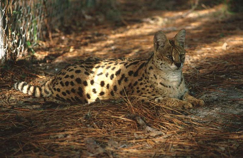 Wildlife on Easy Street - Serval; DISPLAY FULL IMAGE.