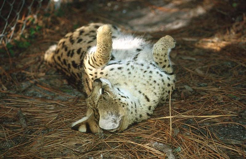 Wildlife on Easy Street - Serval; DISPLAY FULL IMAGE.