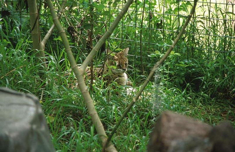 Wildlife on Easy Street - Serval; DISPLAY FULL IMAGE.