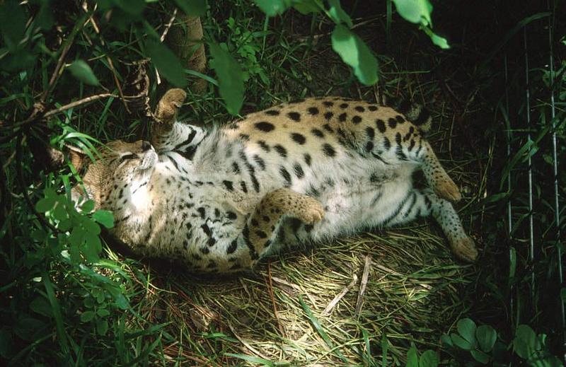 Wildlife on Easy Street - Serval; DISPLAY FULL IMAGE.