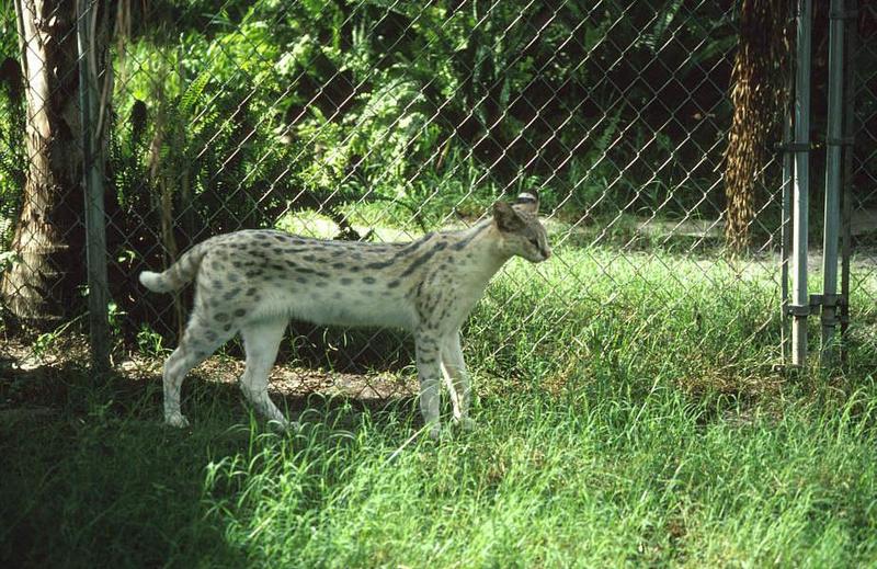 Wildlife on Easy Street - Serval; DISPLAY FULL IMAGE.