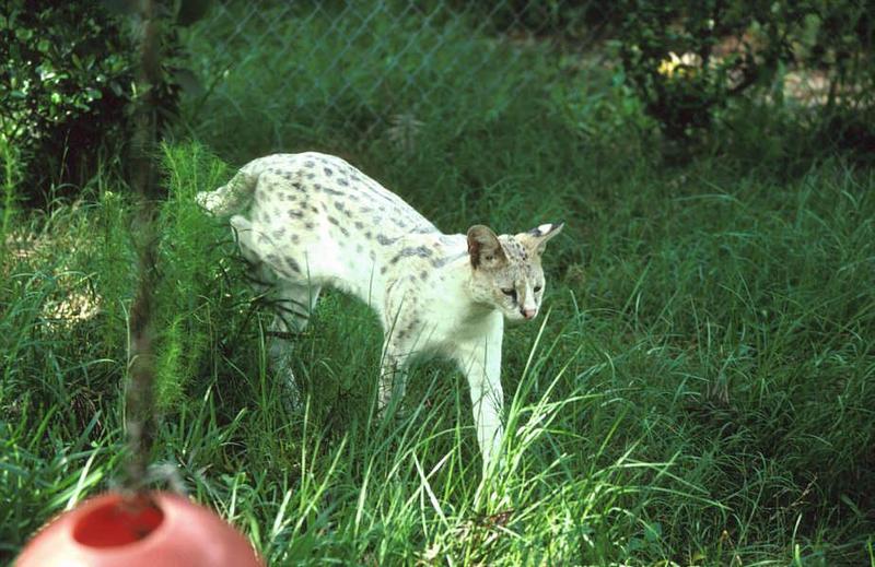 Wildlife on Easy Street - Serval; DISPLAY FULL IMAGE.