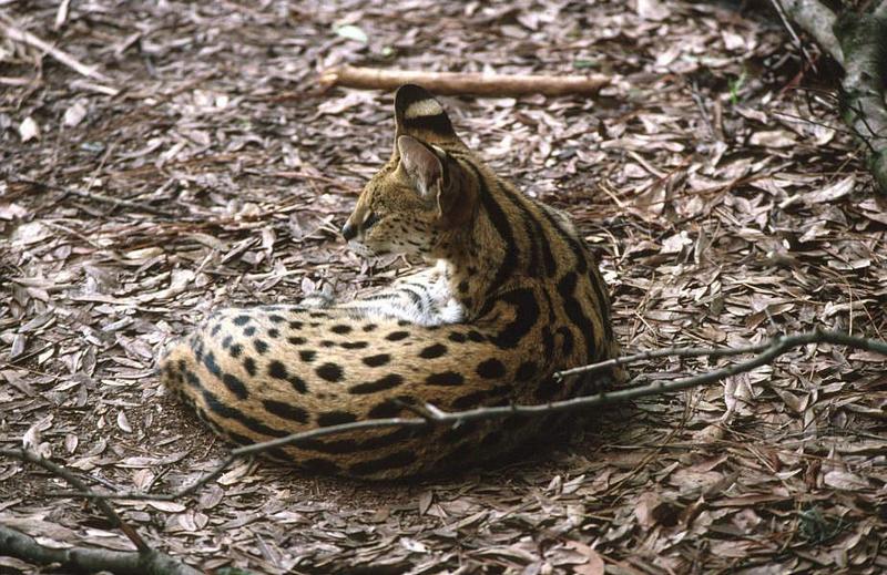 Wildlife on Easy Street - Serval; DISPLAY FULL IMAGE.