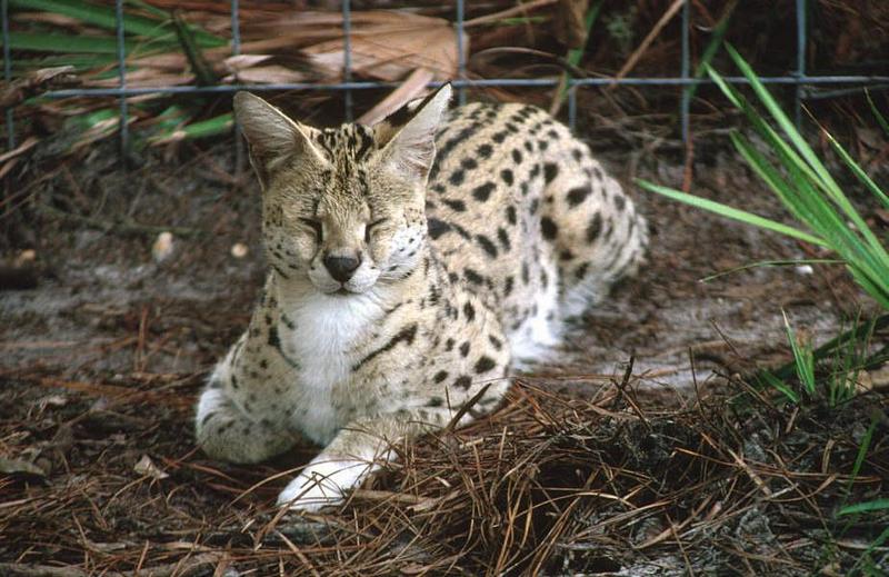 Wildlife on Easy Street - Serval; DISPLAY FULL IMAGE.