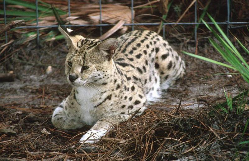 Wildlife on Easy Street - Serval; DISPLAY FULL IMAGE.