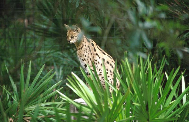 Wildlife on Easy Street - Serval; DISPLAY FULL IMAGE.