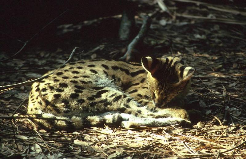 Wildlife on Easy Street - Serval; DISPLAY FULL IMAGE.