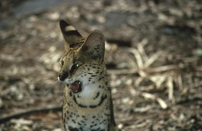 Wildlife on Easy Street - Serval; DISPLAY FULL IMAGE.