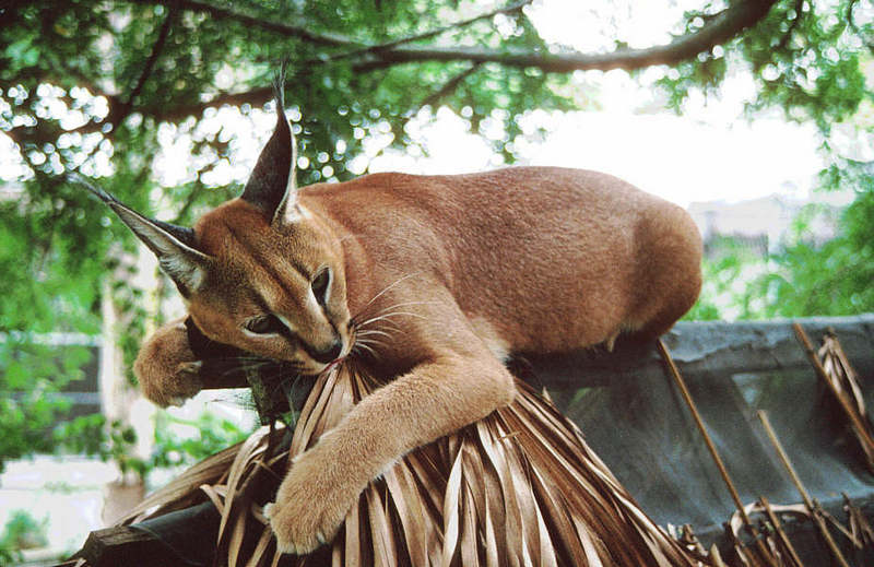 Wildlife on Easy Street - Caracal; DISPLAY FULL IMAGE.