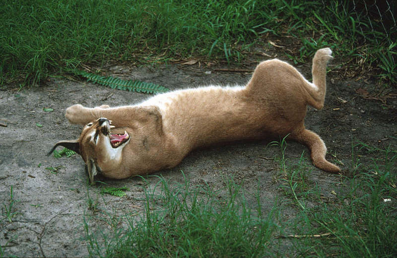 Wildlife on Easy Street - Caracal; DISPLAY FULL IMAGE.