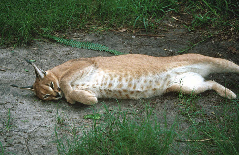 Wildlife on Easy Street - Caracal; DISPLAY FULL IMAGE.