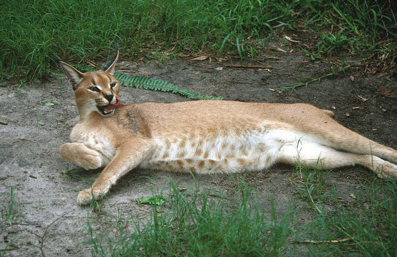 Wildlife on Easy Street - Caracal; DISPLAY FULL IMAGE.