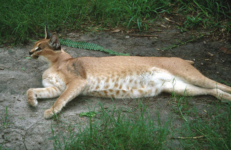 Wildlife on Easy Street - Caracal; DISPLAY FULL IMAGE.