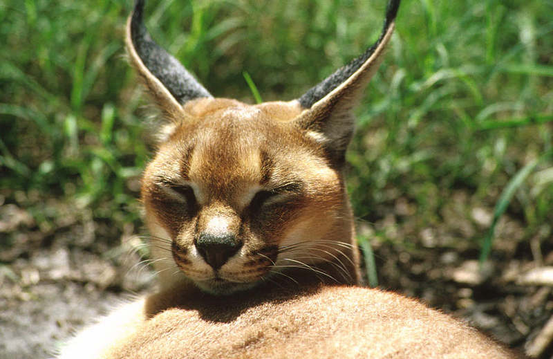 Wildlife on Easy Street - Caracal; DISPLAY FULL IMAGE.