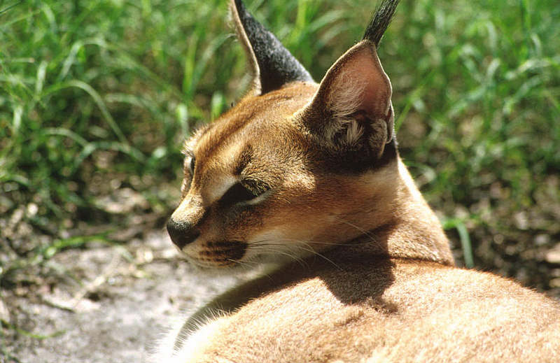 Wildlife on Easy Street - Caracal; DISPLAY FULL IMAGE.