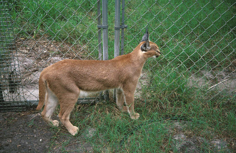 Wildlife on Easy Street - Caracal; DISPLAY FULL IMAGE.