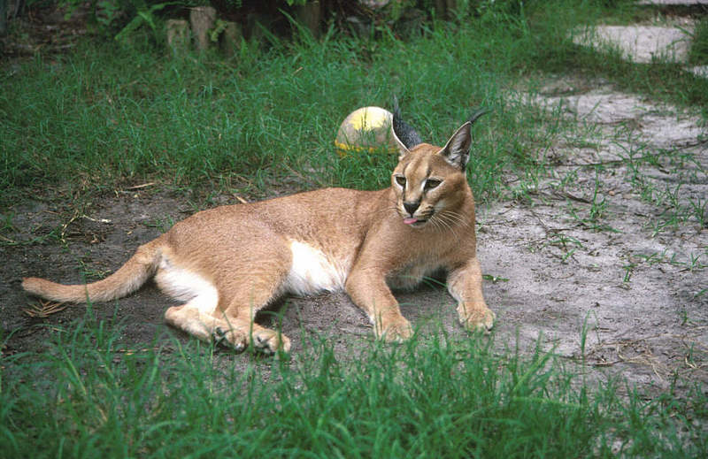 Wildlife on Easy Street - Caracal; DISPLAY FULL IMAGE.