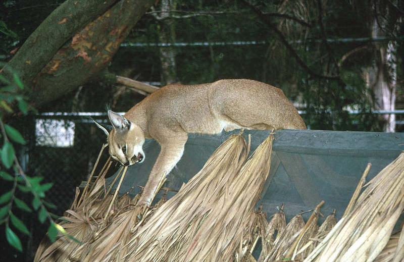 Wildlife on Easy Street - Caracal; DISPLAY FULL IMAGE.