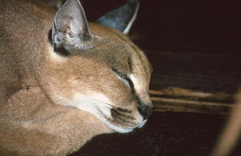 Wildlife on Easy Street - Caracal; DISPLAY FULL IMAGE.