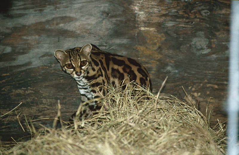 Wildlife on Easy Street - Margay; DISPLAY FULL IMAGE.