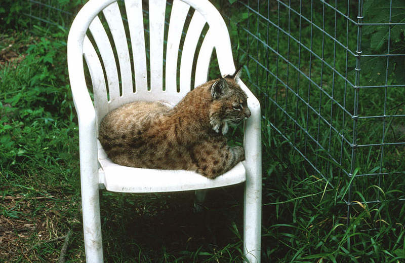 Wildlife on Easy Street - Bobcat; DISPLAY FULL IMAGE.