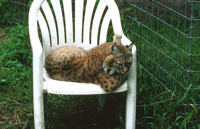 Wildlife on Easy Street - Bobcat; DISPLAY FULL IMAGE.