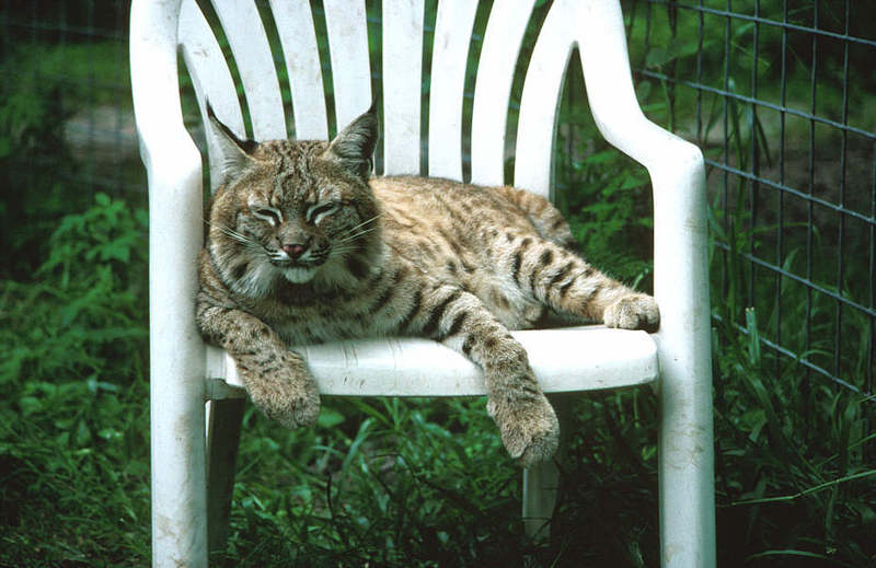 Wildlife on Easy Street - Bobcat; DISPLAY FULL IMAGE.