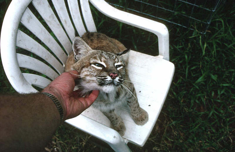 Wildlife on Easy Street - Bobcat; DISPLAY FULL IMAGE.