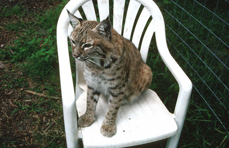 Wildlife on Easy Street - Bobcat; DISPLAY FULL IMAGE.