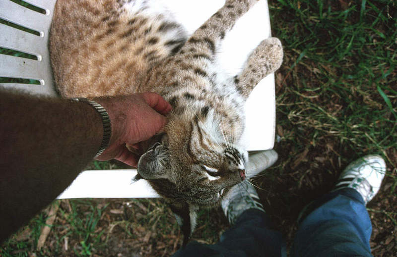 Wildlife on Easy Street - Bobcat; DISPLAY FULL IMAGE.