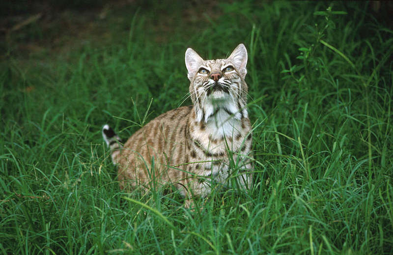 Wildlife on Easy Street - Bobcat; DISPLAY FULL IMAGE.