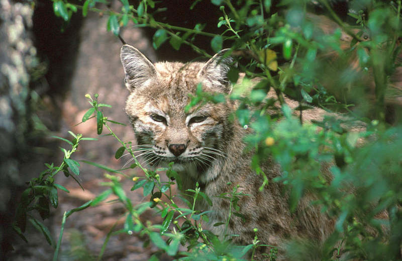 Wildlife on Easy Street - Bobcat; DISPLAY FULL IMAGE.