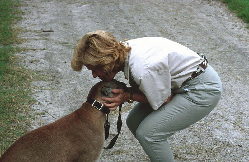 Wildlife on Easy Street - Cougar; DISPLAY FULL IMAGE.