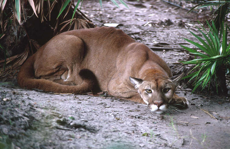 Wildlife on Easy Street - Cougar; DISPLAY FULL IMAGE.