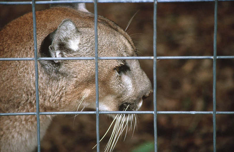 Wildlife on Easy Street - Cougar; DISPLAY FULL IMAGE.