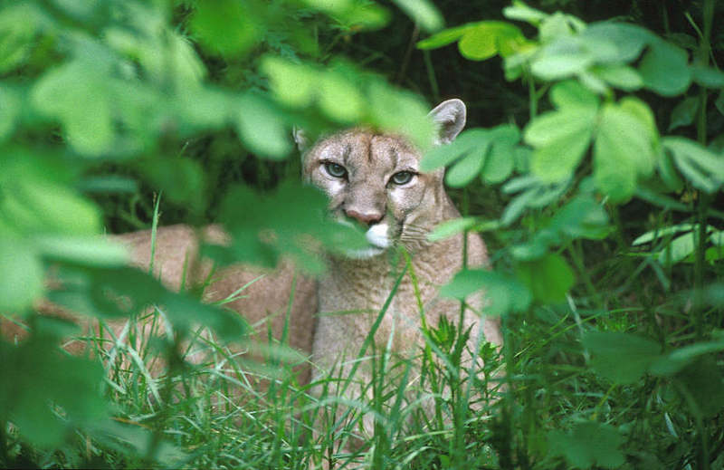 Wildlife on Easy Street - Cougar; DISPLAY FULL IMAGE.