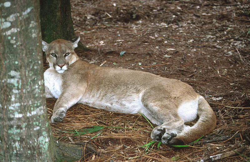 Wildlife on Easy Street - Cougar; DISPLAY FULL IMAGE.