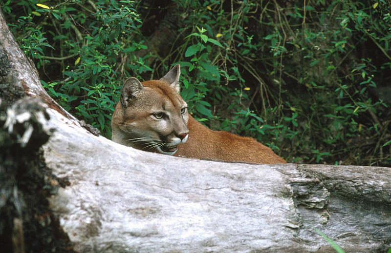 Wildlife on Easy Street - Cougar; DISPLAY FULL IMAGE.