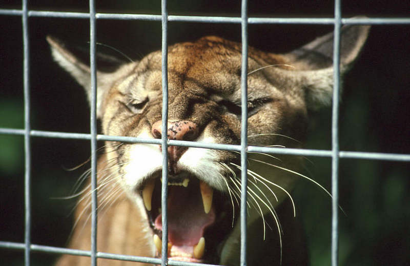 Wildlife on Easy Street - Cougar; DISPLAY FULL IMAGE.